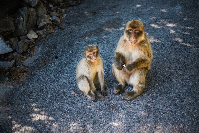 Monkeys on Gibraltar